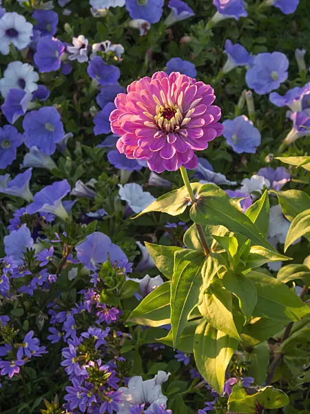 405069 - Common zinnia (Zinnia violacea 'Benarys Riesen' syn. Zinnia elegans 'Benarys Riesen')