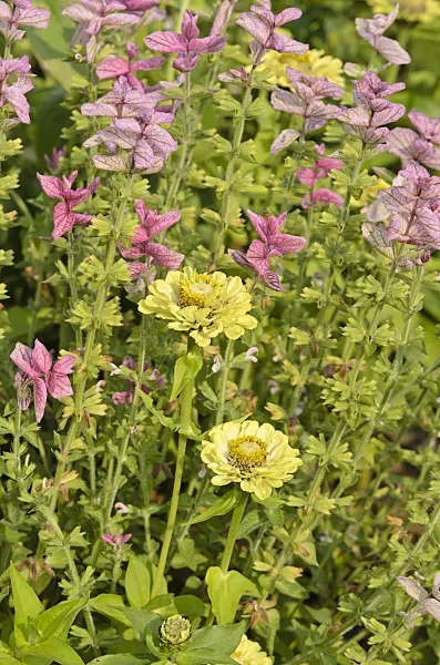 534424 - Common zinnia (Zinnia violacea 'Benarys Riesen' syn. Zinnia elegans 'Benarys Riesen') and annual sage (Salvia viridis syn. Salvia horminum)