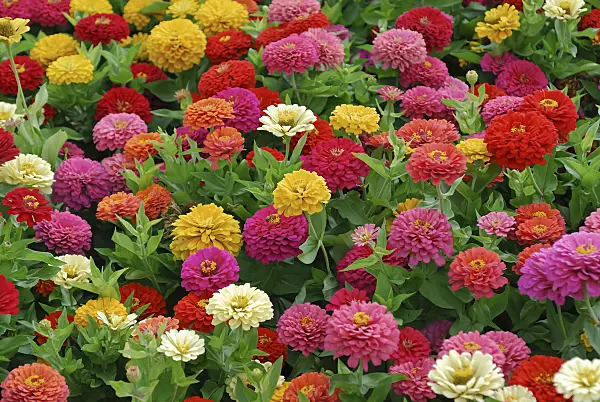 454105 - Common zinnia (Zinnia violacea 'Dreamland Mix' syn. Zinnia elegans 'Dreamland Mix')