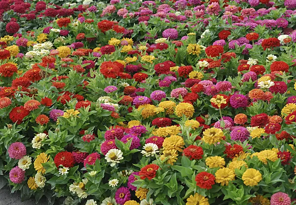 454106 - Common zinnia (Zinnia violacea 'Dreamland Mix' syn. Zinnia elegans 'Dreamland Mix')