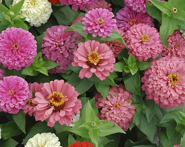 454107 - Common zinnia (Zinnia violacea 'Dreamland Mix' syn. Zinnia elegans 'Dreamland Mix')