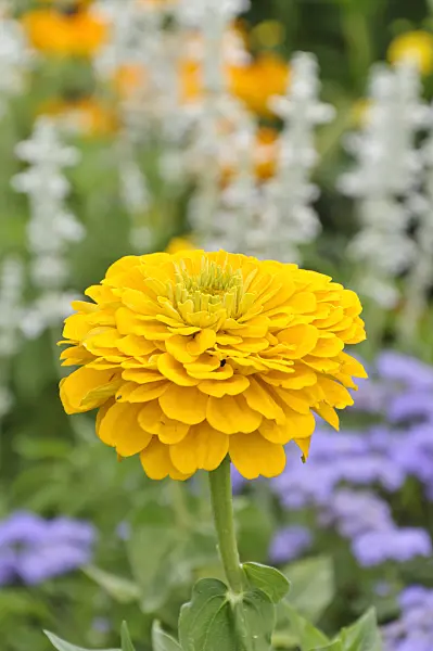 487035 - Common zinnia (Zinnia violacea 'Golden Dawn' syn. Zinnia elegans 'Golden Dawn')