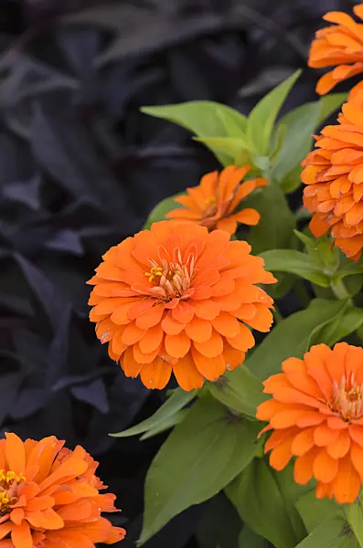 523204 - Common zinnia (Zinnia violacea 'Magellan Orange' syn. Zinnia elegans 'Magellan Orange')