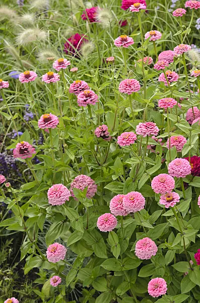 523052 - Common zinnia (Zinnia violacea 'Oklahoma Pink' syn. Zinnia elegans 'Oklahoma Pink')