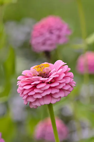 523053 - Common zinnia (Zinnia violacea 'Oklahoma Pink' syn. Zinnia elegans 'Oklahoma Pink')