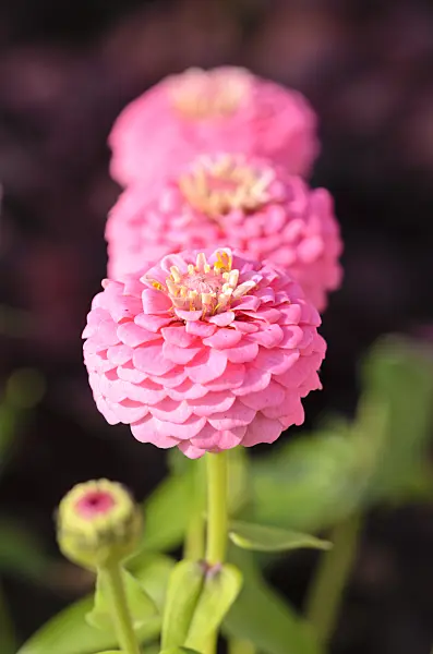 536100 - Common zinnia (Zinnia violacea 'Oklahoma Pink' syn. Zinnia elegans 'Oklahoma Pink')