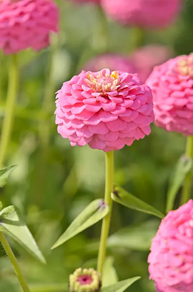 536101 - Common zinnia (Zinnia violacea 'Oklahoma Pink' syn. Zinnia elegans 'Oklahoma Pink')