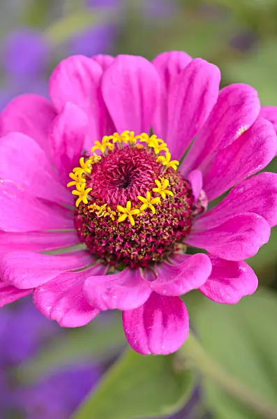 536121 - Common zinnia (Zinnia violacea 'Oklahoma Pink' syn. Zinnia elegans 'Oklahoma Pink')