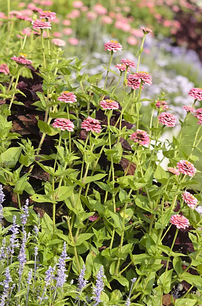 536149 - Common zinnia (Zinnia violacea 'Oklahoma Pink' syn. Zinnia elegans 'Oklahoma Pink')