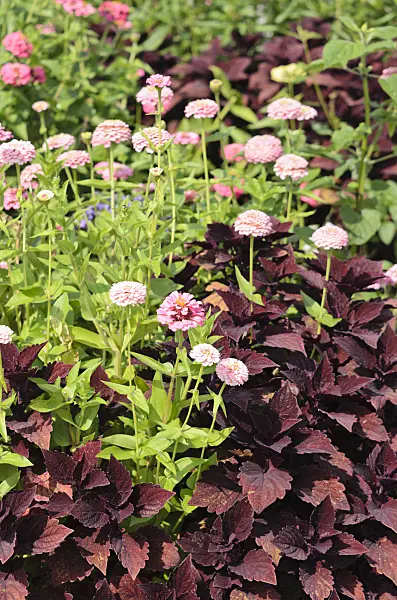 536098 - Common zinnia (Zinnia violacea 'Oklahoma Pink' syn. Zinnia elegans 'Oklahoma Pink') and coleus (Solenostemon scutellarioides syn. Coleus blumei)