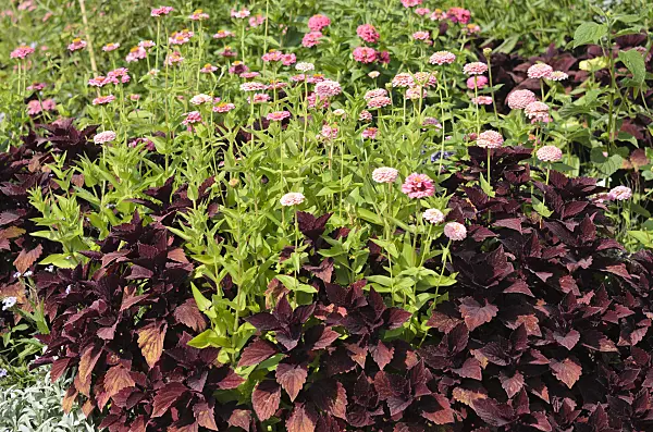 536099 - Common zinnia (Zinnia violacea 'Oklahoma Pink' syn. Zinnia elegans 'Oklahoma Pink') and coleus (Solenostemon scutellarioides syn. Coleus blumei)