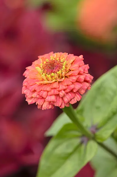 524054 - Common zinnia (Zinnia violacea 'Oklahoma Salmon' syn. Zinnia elegans 'Oklahoma Salmon')