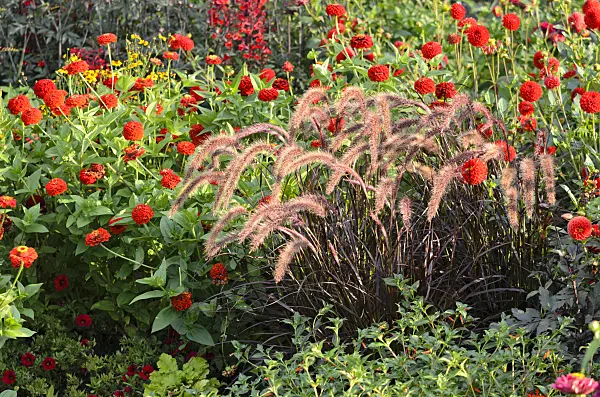 535077 - Common zinnia (Zinnia violacea 'Oklahoma Scharlach' syn. Zinnia elegans 'Oklahoma Scharlach') and fountain grass (Pennisetum setaceum 'Rubrum')