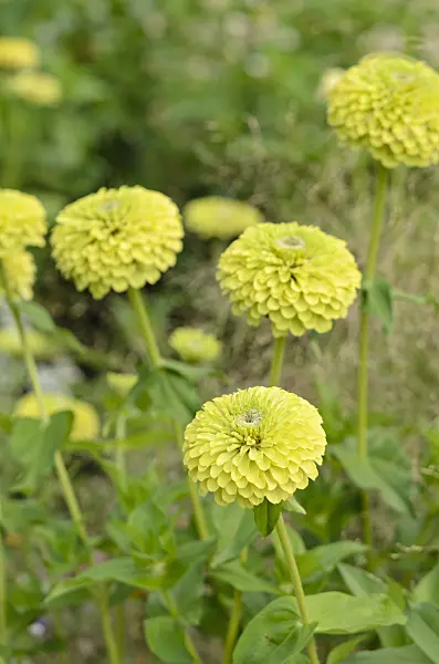 523218 - Common zinnia (Zinnia violacea 'Queen Lime' syn. Zinnia elegans 'Queen Lime')