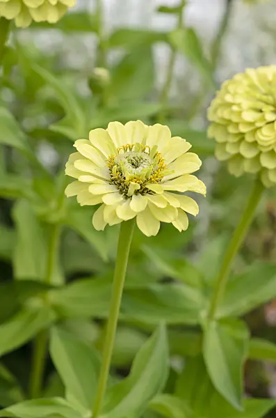523219 - Common zinnia (Zinnia violacea 'Queen Lime' syn. Zinnia elegans 'Queen Lime')
