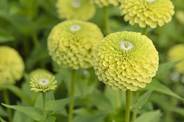 523220 - Common zinnia (Zinnia violacea 'Queen Lime' syn. Zinnia elegans 'Queen Lime')