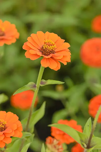 523240 - Common zinnia (Zinnia violacea 'Queen Orange' syn. Zinnia elegans 'Queen Orange')