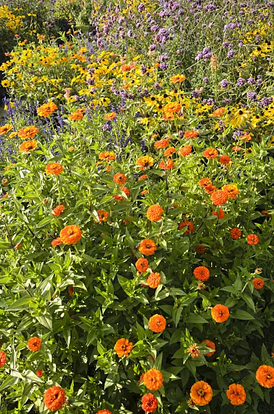 548069 - Common zinnia (Zinnia violacea 'Queen Orange' syn. Zinnia elegans 'Queen Orange'), orange cone flower (Rudbeckia fulgida) and purpletop vervain (Verbena bonariensis)