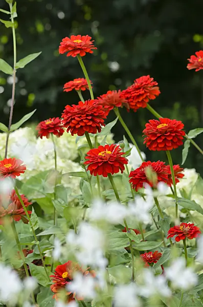 523030 - Common zinnia (Zinnia violacea 'Scarlet Flame' syn. Zinnia elegans 'Scarlet Flame')