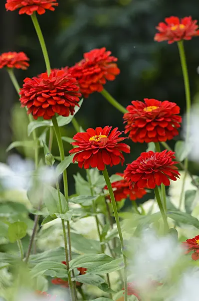 523031 - Common zinnia (Zinnia violacea 'Scarlet Flame' syn. Zinnia elegans 'Scarlet Flame')