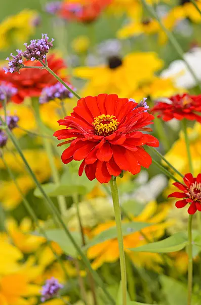 523050 - Common zinnia (Zinnia violacea 'Scarlet Flame' syn. Zinnia elegans 'Scarlet Flame')