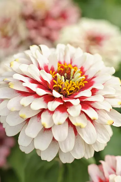 473205 - Common zinnia (Zinnia violacea 'Swizzle Cherry and Ivory' syn. Zinnia elegans 'Swizzle Cherry and Ivory')
