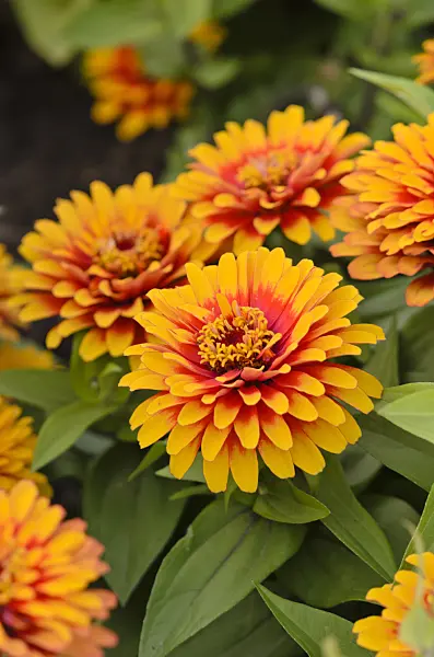 523205 - Common zinnia (Zinnia violacea 'Swizzle Scarlet and Yellow' syn. Zinnia elegans 'Swizzle Scarlet and Yellow')
