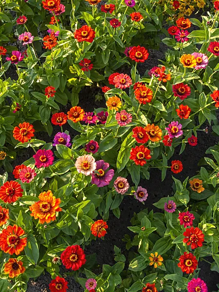 403053 - Common zinnia (Zinnia violacea syn. Zinnia elegans)