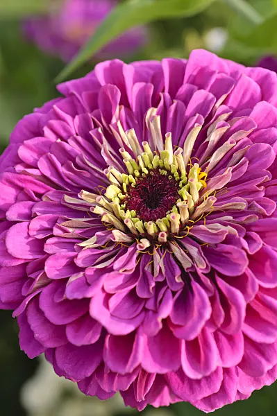475204 - Common zinnia (Zinnia violacea syn. Zinnia elegans)