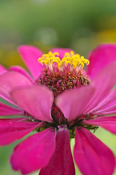 476024 - Common zinnia (Zinnia violacea syn. Zinnia elegans)