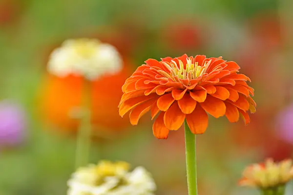 476040 - Common zinnia (Zinnia violacea syn. Zinnia elegans)