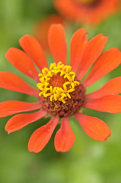 487075 - Common zinnia (Zinnia violacea syn. Zinnia elegans)