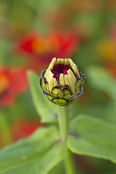 510123 - Common zinnia (Zinnia violacea syn. Zinnia elegans)
