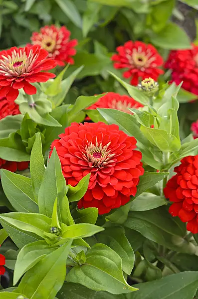 523197 - Common zinnia (Zinnia violacea syn. Zinnia elegans)