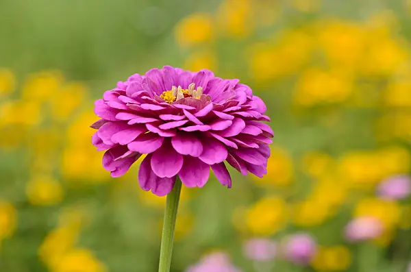 534278 - Common zinnia (Zinnia violacea syn. Zinnia elegans)