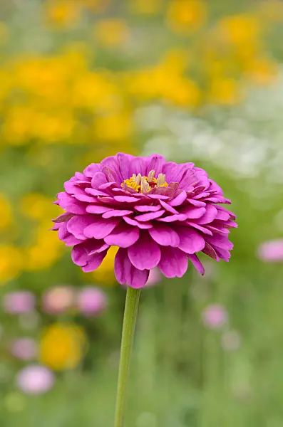 534279 - Common zinnia (Zinnia violacea syn. Zinnia elegans)