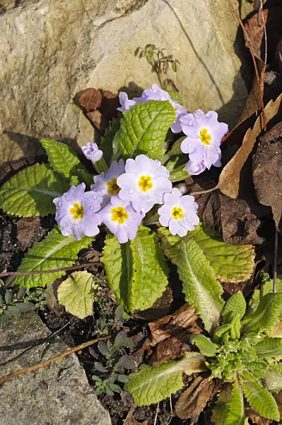 470001 - Comon primrose (Primula vulgaris subsp. sibthorpii)