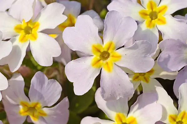 471001 - Comon primrose (Primula vulgaris subsp. sibthorpii)