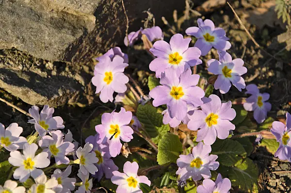 494075 - Comon primrose (Primula vulgaris subsp. sibthorpii)