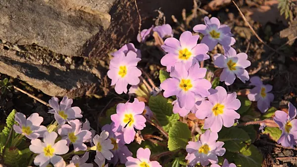 494100 - Comon primrose (Primula vulgaris subsp. sibthorpii)