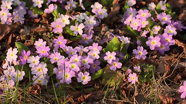 506033 - Comon primrose (Primula vulgaris subsp. sibthorpii)
