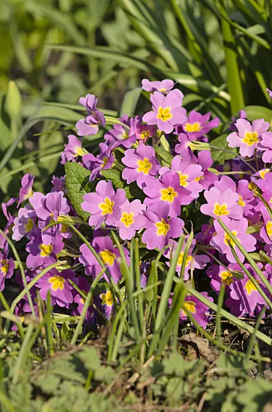 519098 - Comon primrose (Primula vulgaris subsp. sibthorpii)