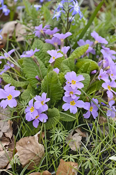 543010 - Comon primrose (Primula vulgaris subsp. sibthorpii)