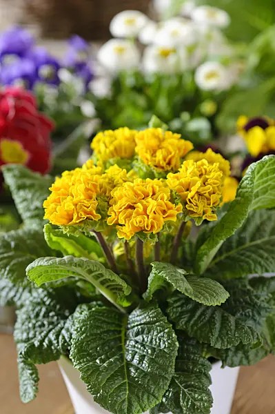 483077 - Comon primrose (Primula vulgaris 'Suzette' syn. Primula acaulis 'Suzette')
