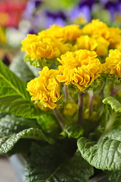 483092 - Comon primrose (Primula vulgaris 'Suzette' syn. Primula acaulis 'Suzette')