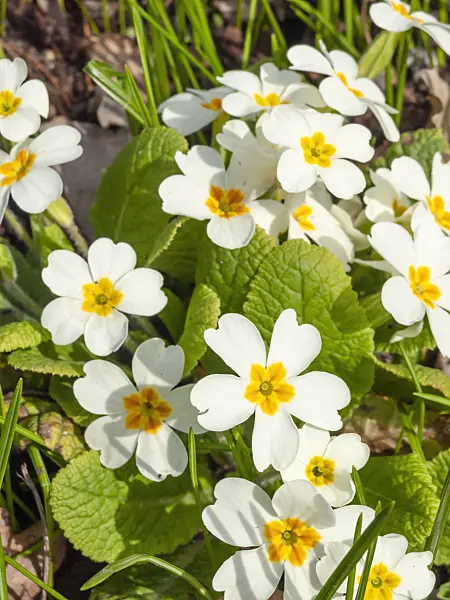 436131 - Comon primrose (Primula vulgaris syn. Primula acaulis)