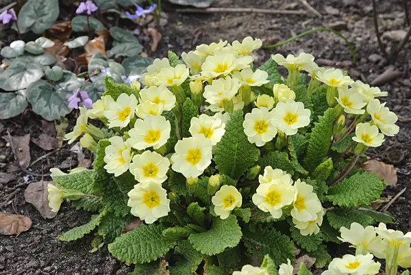 479053 - Comon primrose (Primula vulgaris syn. Primula acaulis)