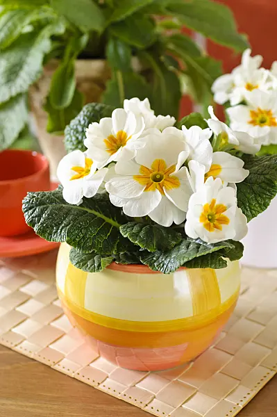 483135 - Comon primrose (Primula vulgaris syn. Primula acaulis)