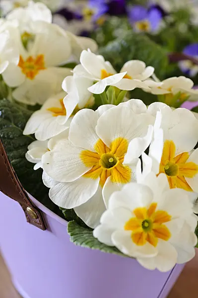483142 - Comon primrose (Primula vulgaris syn. Primula acaulis)