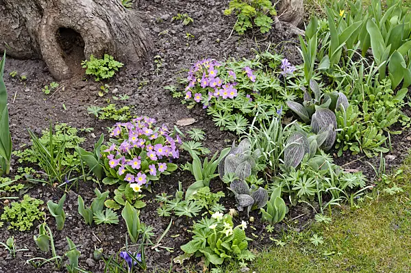 483098 - Comon primrose (Primula vulgaris syn. Primula acaulis) and tulips (Tulipa)